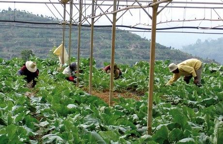 马来西亚:有机农产品的产量受到气候影响 - 种植国际 - 农民哥