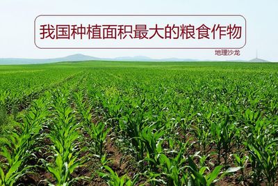 水稻、小麦和玉米这三种粮食作物中,玉米在我国种植面积居然最大